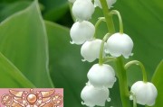 小花仙手游四叶草获得途径大全（打造属于你的幸运符，让四叶草陪你走好运）