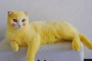 暴走小猫技能搭配攻略（解析暴走小猫技能搭配，让你在战斗中始终占据上风）