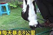 《暴走小猫技能搭配攻略》（提升战斗力，化身无敌猫王！）