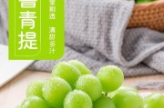 《以嘣战纪》中提子属性图鉴详解（掌握提子属性，成为高手）